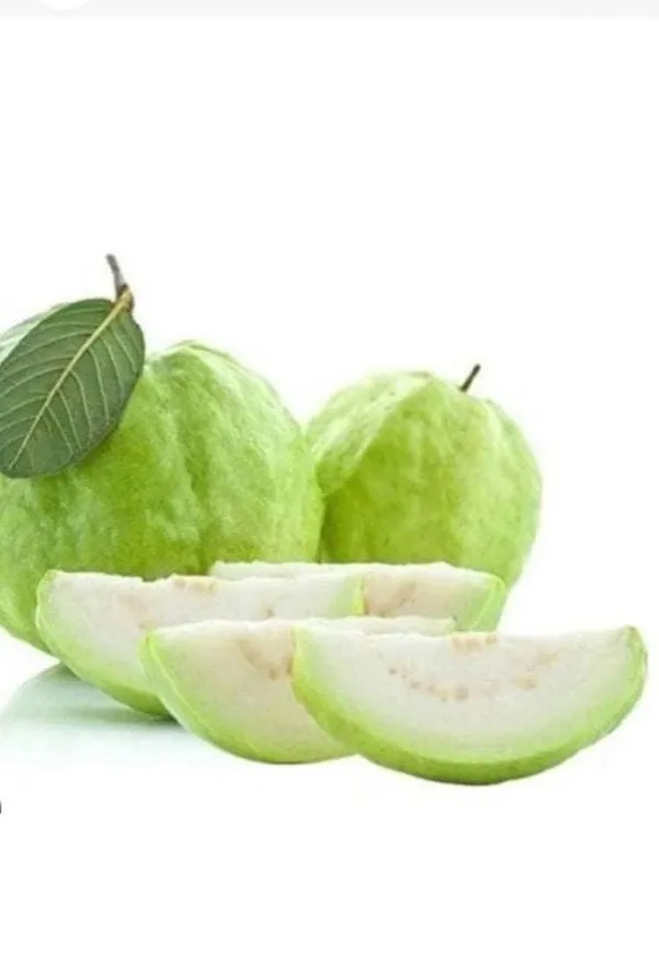 Hybrid_Thai_Kg_Guava_Plant_(Pack_Of_1)