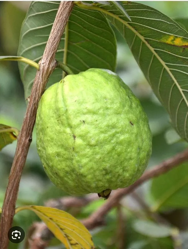Hybrid_Thai_Kg_Guava_Plant_(Pack_Of_1)