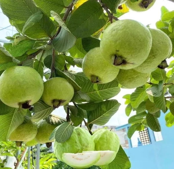 Hybrid_Thai_Kg_Guava_Plant_(Pack_Of_1)