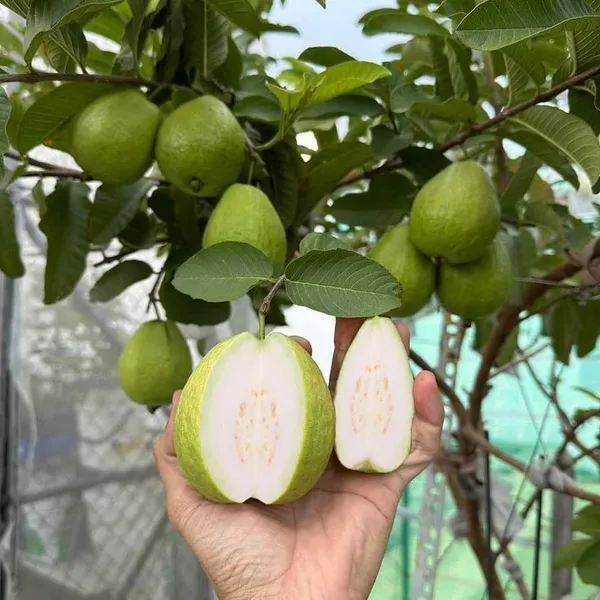 Hybrid_Thai_Kg_Guava_Plant_(Pack_Of_1)