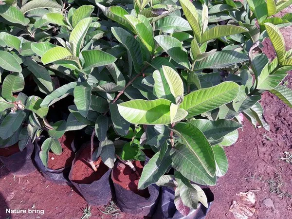 Hybrid_Thai_Kg_Guava_Plant_(Pack_Of_1)