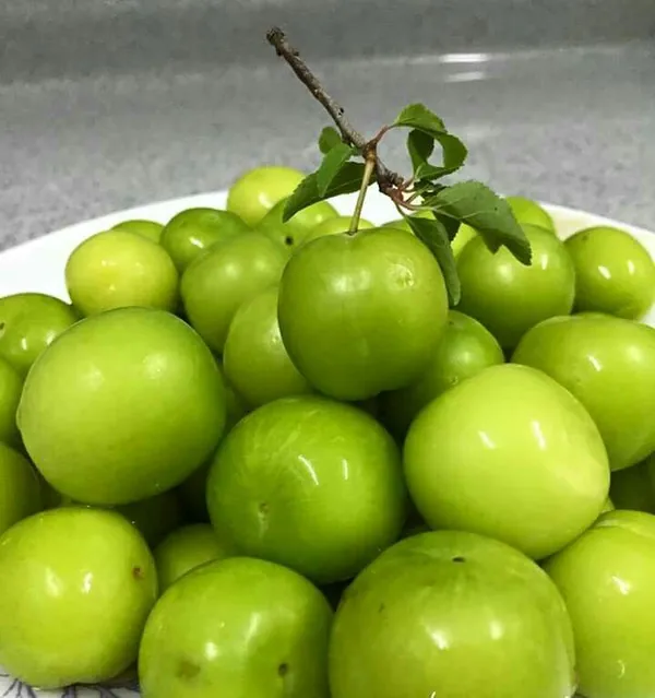Thai_Verity_All_Time_Green_Apple_Ber_Plant_(1.5-2_Feet_Height_Pack_Of_1)
