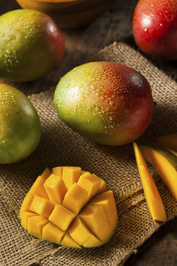 All_Time_Mango_|_Baramasi_Mango_Plant_|_Hybrid_And_Grafted_Plant_(_Pack_Of_1_)