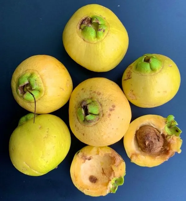 Hybrid_Rose_Apple_Plant_(Pack_Of_1)