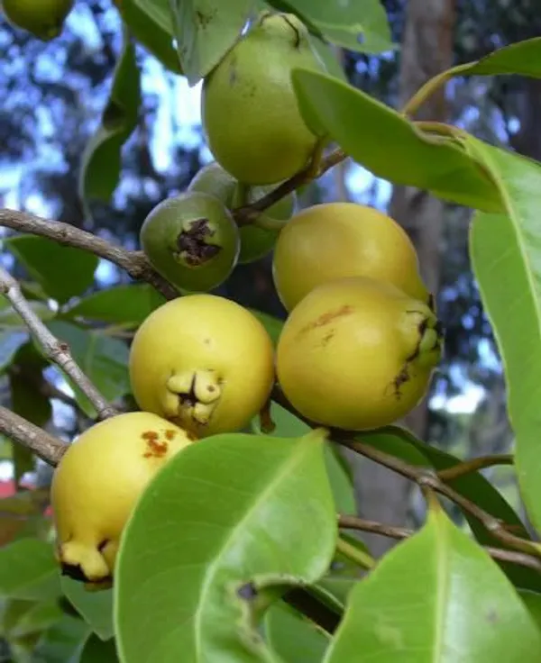 Hybrid_Rose_Apple_Plant_(Pack_Of_1)