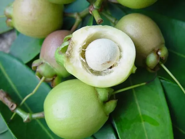 Hybrid_Rose_Apple_Plant_(Pack_Of_1)