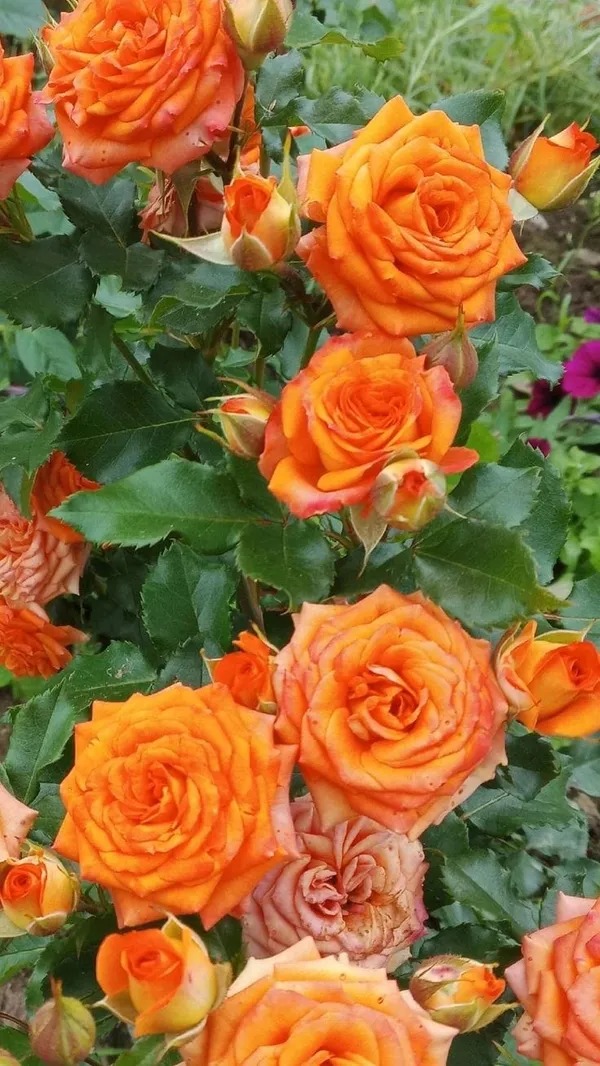 Hybrid_Orange_Rose_Plant_(1.5-2_Feet_Height_Pack_Of_1)