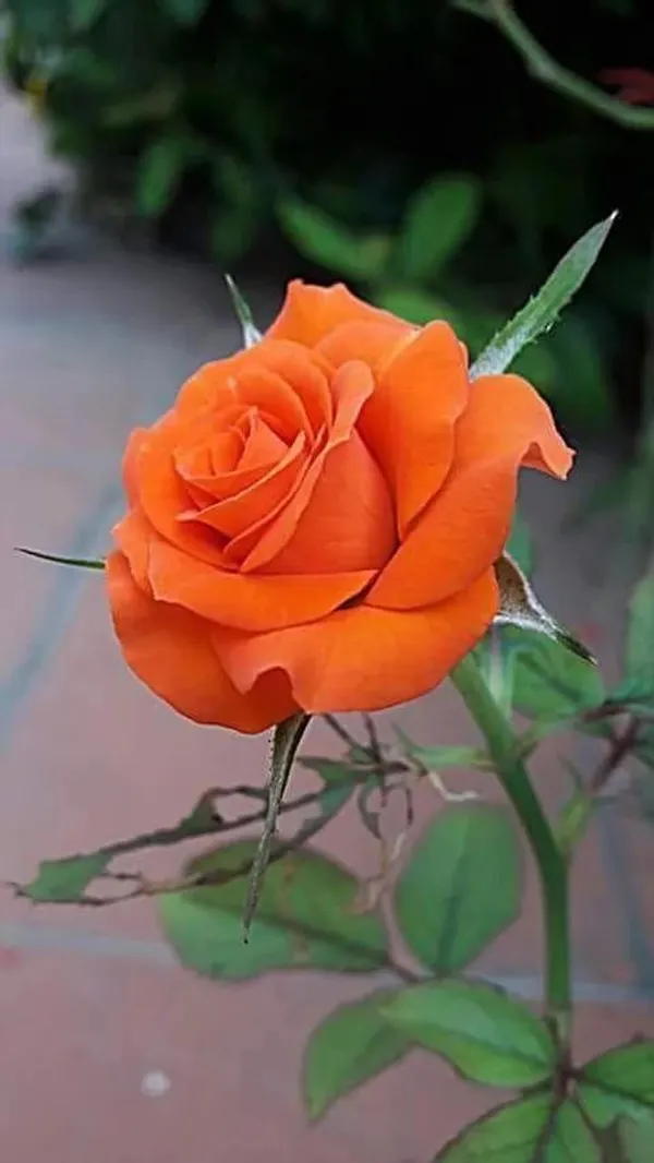 Hybrid_Orange_Rose_Plant_(1.5-2_Feet_Height_Pack_Of_1)