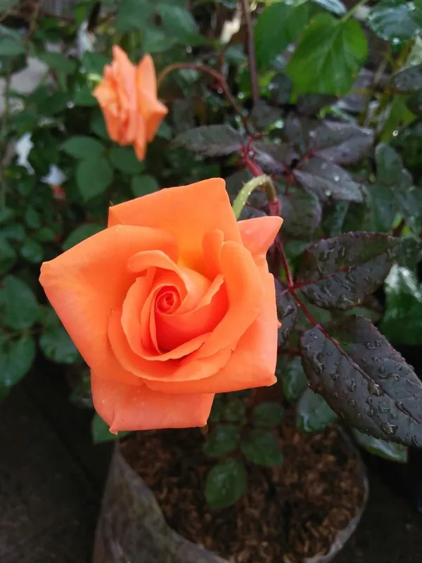 Hybrid_Orange_Rose_Plant_(1.5-2_Feet_Height_Pack_Of_1)