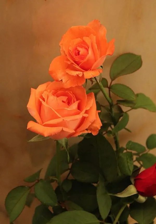 Hybrid_Orange_Rose_Plant_(1.5-2_Feet_Height_Pack_Of_1)