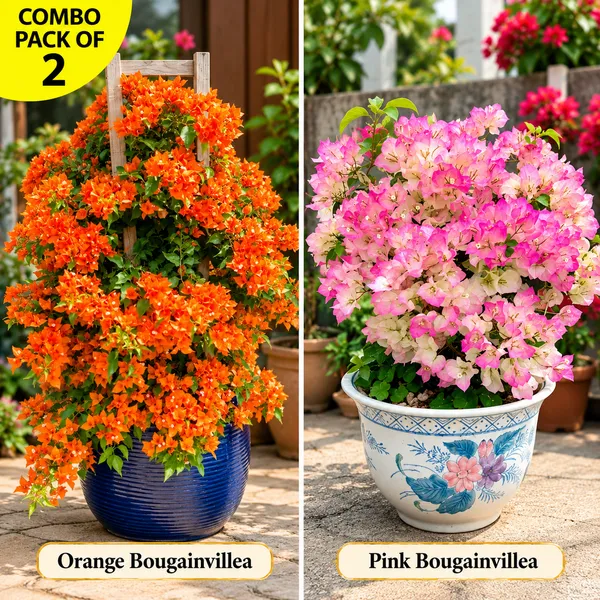 ORANGE_AND_PINK_BOUGAINVILLEA_COMBO_PACK_OF_2_