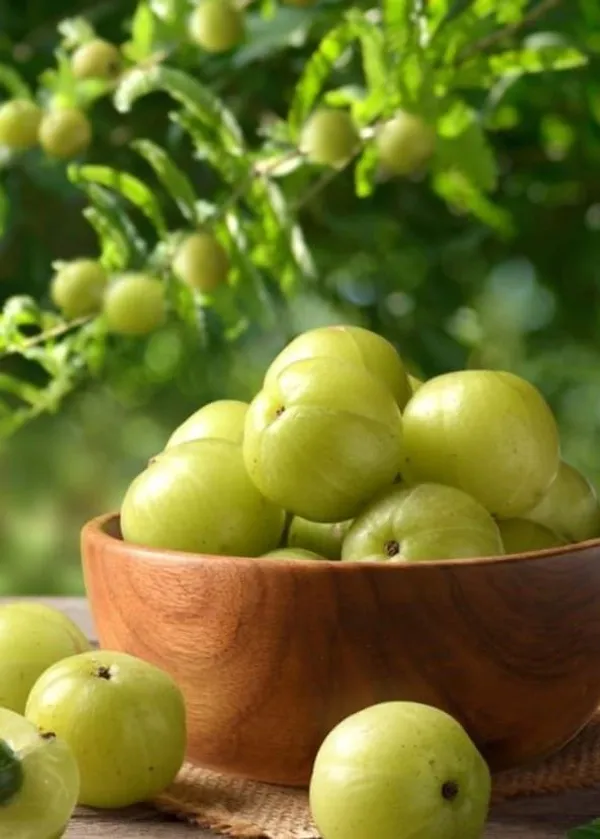 Hybrid_Green_Amla_Grafted_Plant_(Pack_Of_1)