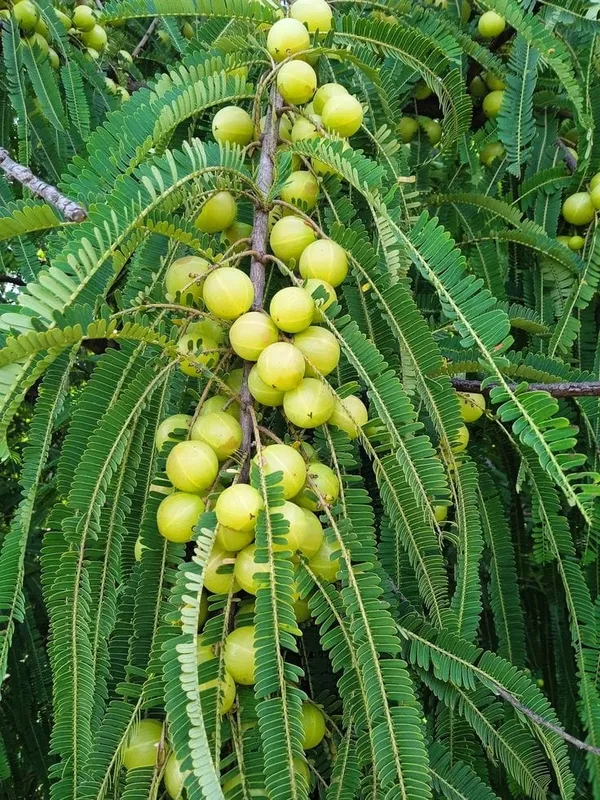 Hybrid_Green_Amla_Grafted_Plant_(Pack_Of_1)