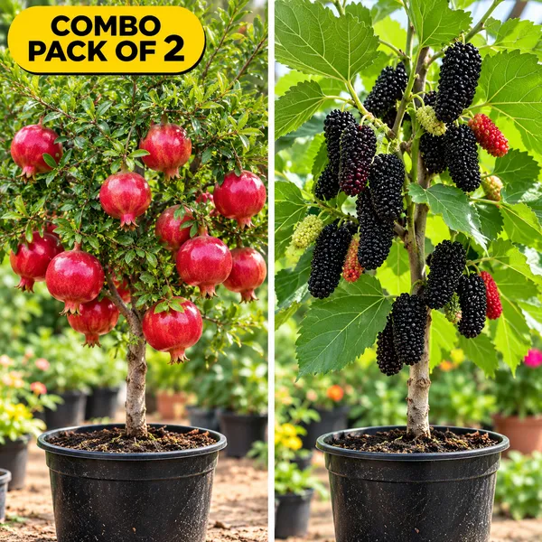 Pomegranate_and_Hybrid_Long_Mulberry_Fruit_Plant_(Combo_Pack_Of_2)