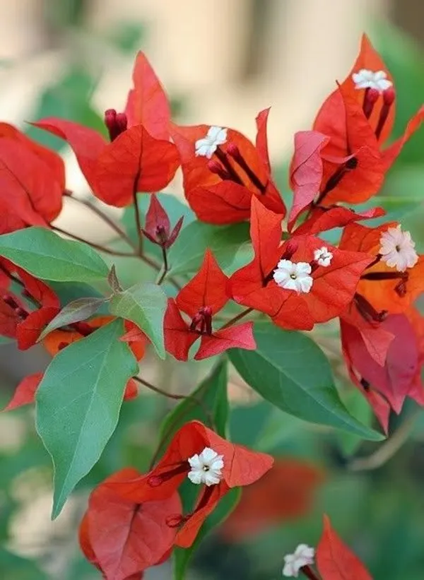 BOUGAINVILLEA_TOMATO_RED_FLOWER_(1.5-2_Feet_Height_Pack_Of_1)