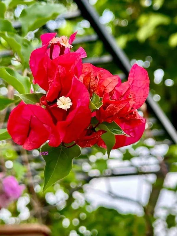BOUGAINVILLEA_TOMATO_RED_FLOWER_(1.5-2_Feet_Height_Pack_Of_1)