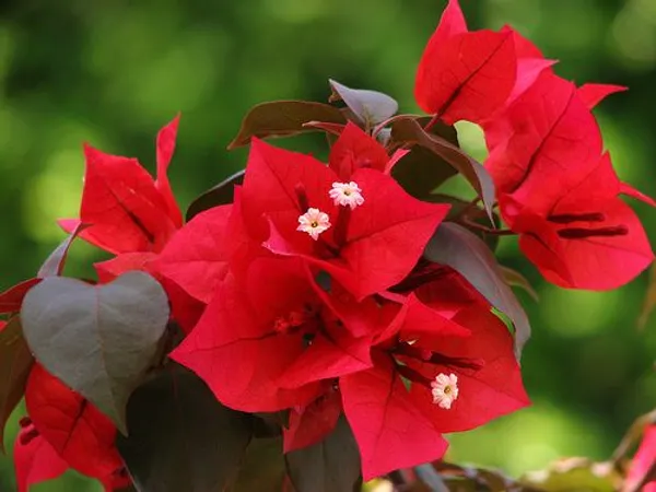 BOUGAINVILLEA_TOMATO_RED_FLOWER_(1.5-2_Feet_Height_Pack_Of_1)