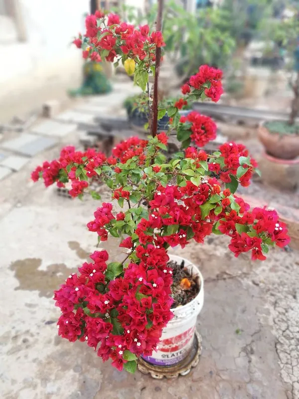 BOUGAINVILLEA_TOMATO_RED_FLOWER_(1.5-2_Feet_Height_Pack_Of_1)