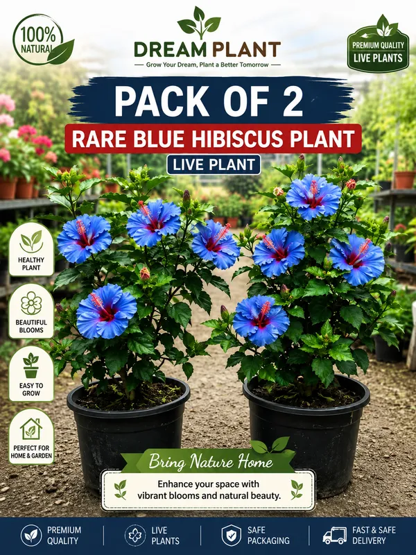 Rare_Blue_Hibiscus_Flower_Plant_(Pack-Of-2)