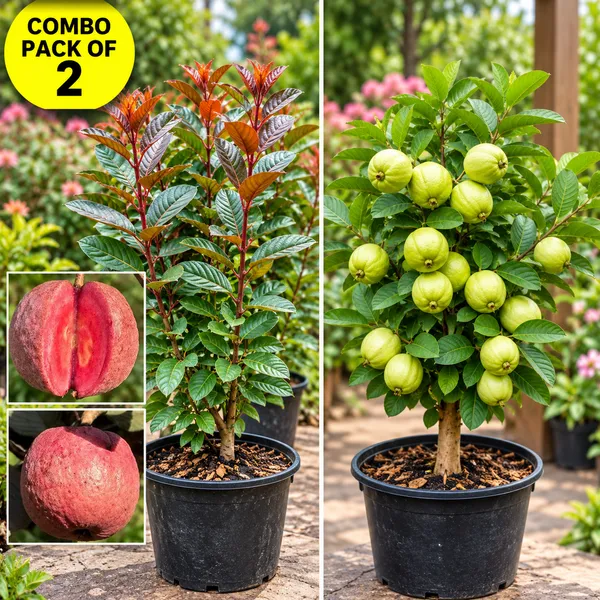 Rare_Red_Malaysian_Guava_Plant_And_Thai-7_Guava_Plant_(Pack_Of_2)