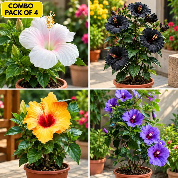 Rare_Variety_Hibiscus_Gudhal_Flower_Cambo_Pack_Of_4