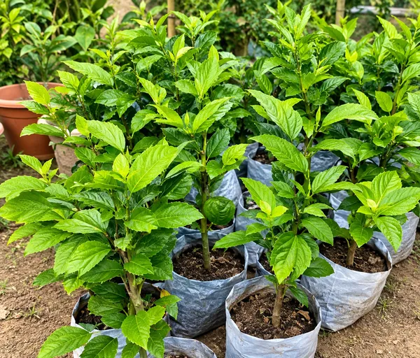 Rare_Variety_Hibiscus_Gudhal_Flower_Cambo_Pack_Of_4