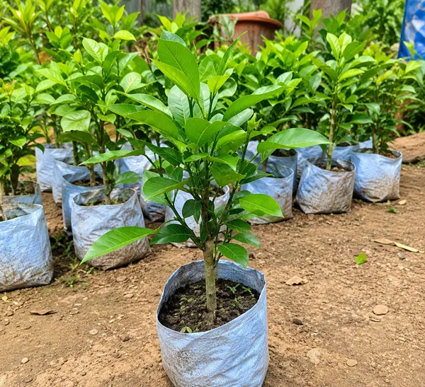 Rare_Variety_Hibiscus_Gudhal_Flower_Cambo_Pack_Of_4