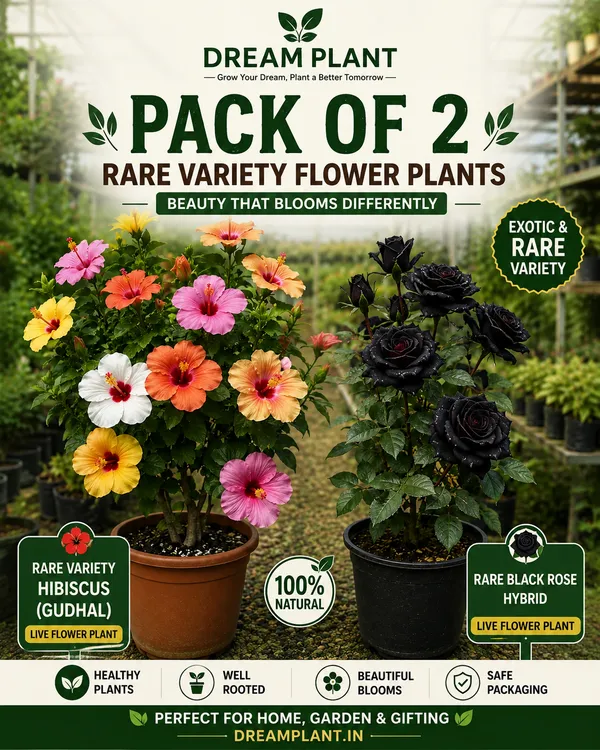Rare_Variety_Hibiscus_Gudhal_Flower_&_Rare_Black_Rose_Flower_Cambo_(Pack_Of_2)