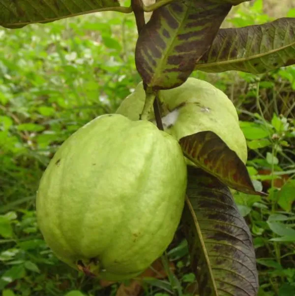 Hybrid_Thai-7_Guava_Plant__(Pack_Of_1)