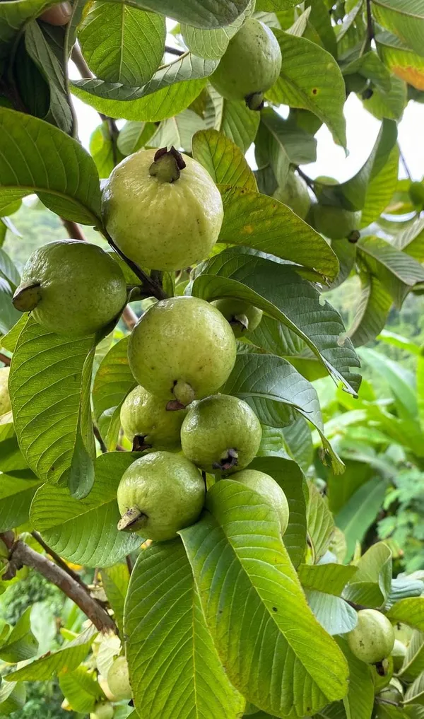 Hybrid_Thai-7_Guava_Plant__(Pack_Of_1)