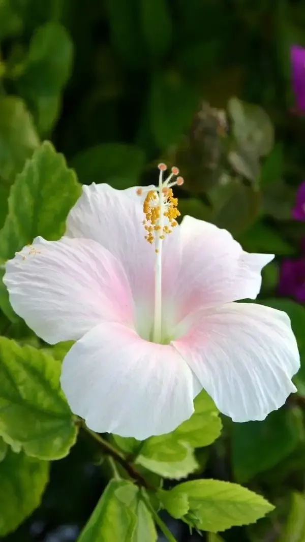 Rare_Variety_Hibiscus_Gudhal_Flower_Cambo_Pack_Of_4