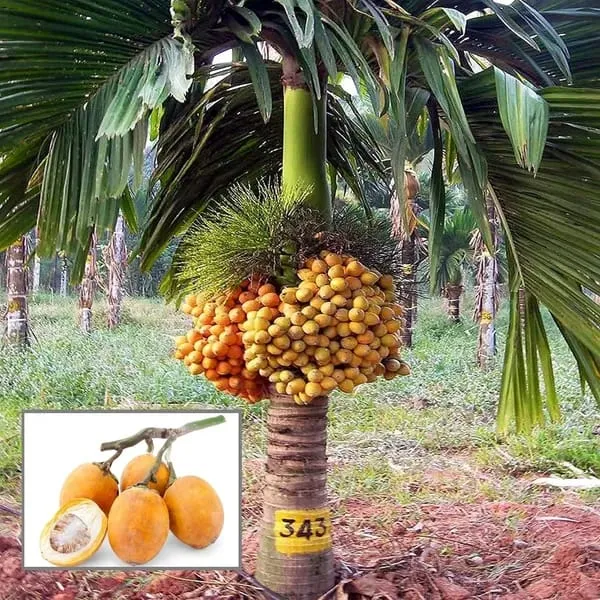 Betel_Nut_|_Supari_Plant_(1.5-2_Feet_Height_Pack_Of_1)