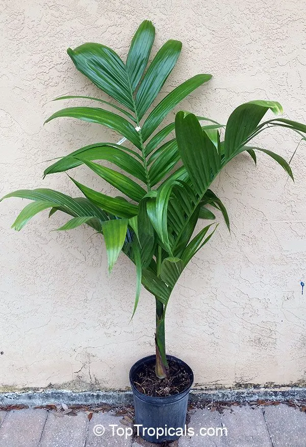 Betel_Nut_|_Supari_Plant_(1.5-2_Feet_Height_Pack_Of_1)