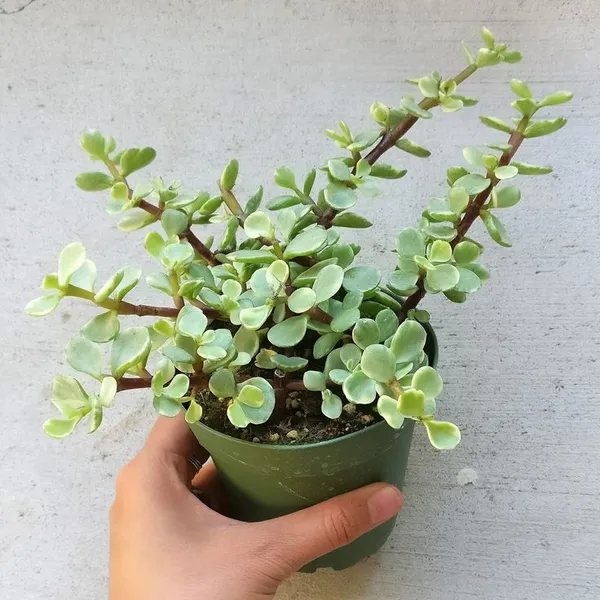 Good_Luck_Jade_Indoor_Plant_For_Home__(Pack_Of_1)