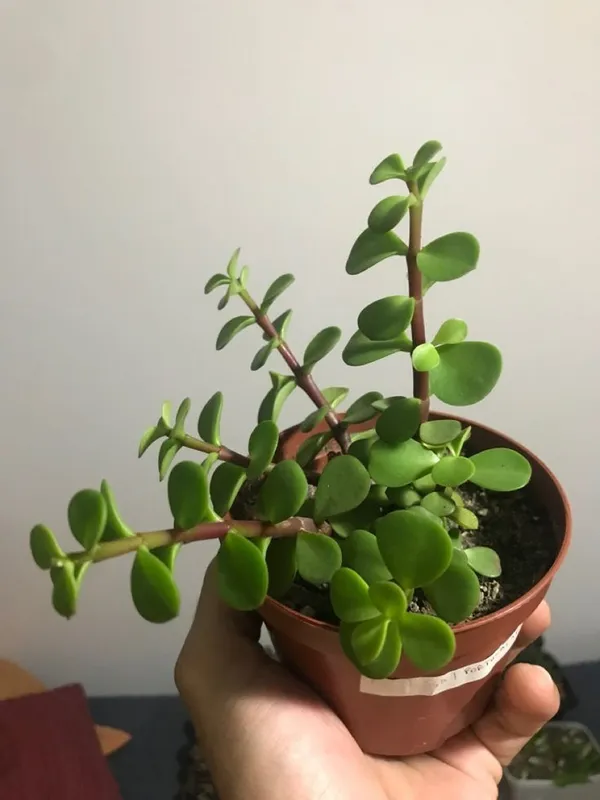 Good_Luck_Jade_Indoor_Plant_For_Home__(Pack_Of_1)