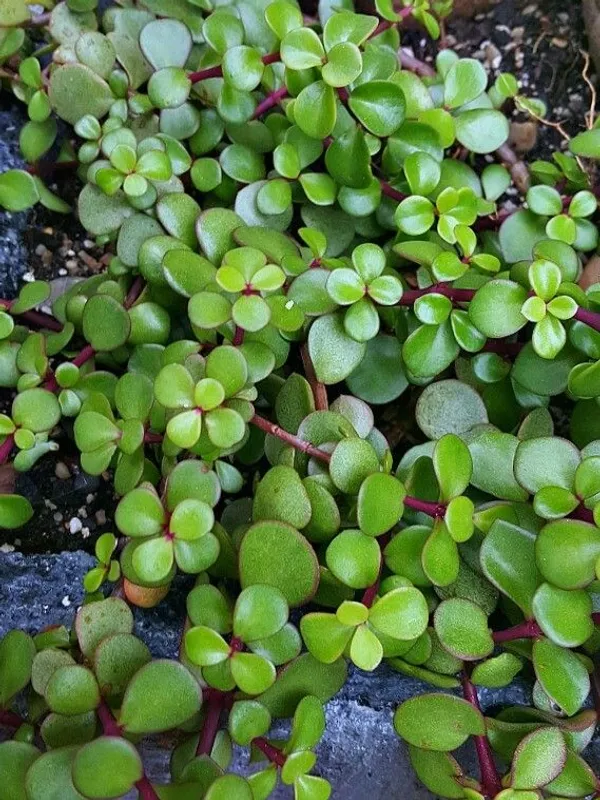 Good_Luck_Jade_Indoor_Plant_For_Home__(Pack_Of_1)