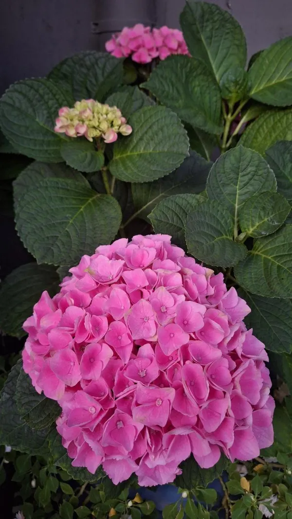 Hydrangea_Flower_Plant_(1.5-3_Feet_Height_Pack_Of_1)
