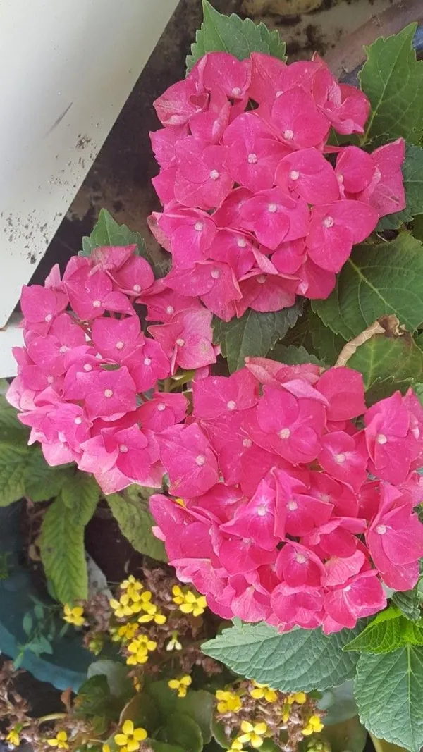Hydrangea_Flower_Plant_(1.5-3_Feet_Height_Pack_Of_1)