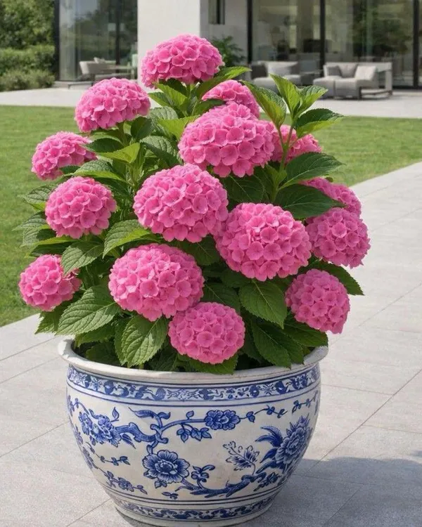 Hydrangea_Flower_Plant_(1.5-3_Feet_Height_Pack_Of_1)
