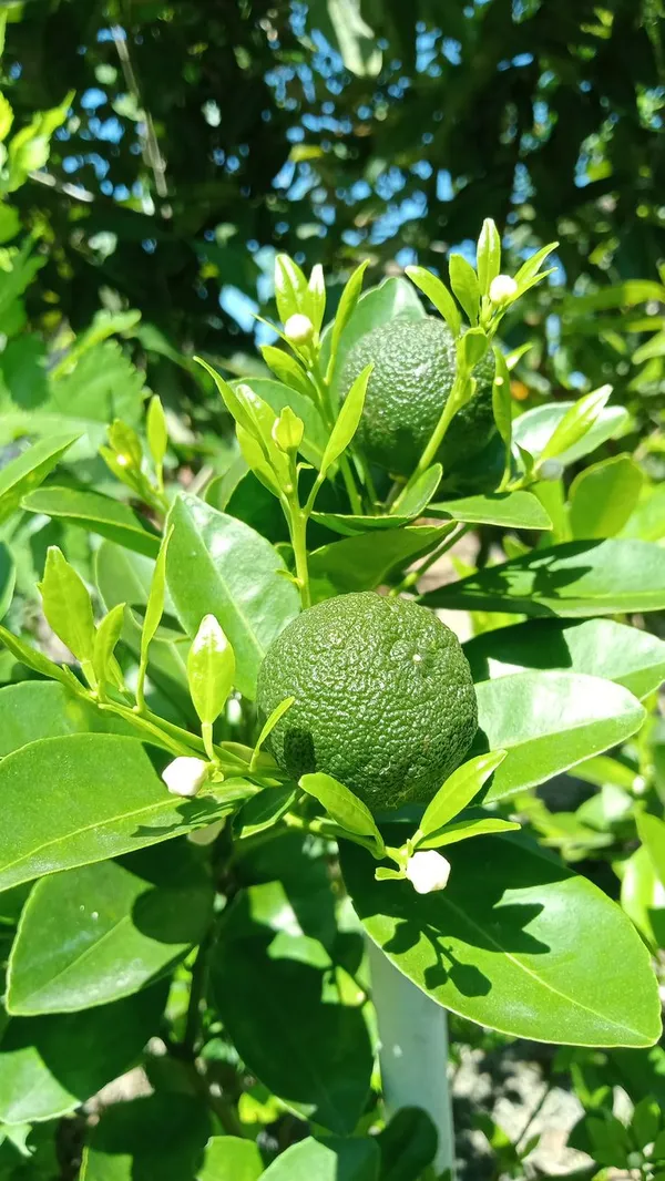 Hybrid_Vietnam_All_Time_Malta_Orange_|_Grafted_Plant_(1.5-2_Feet_Height_Pack_Of_1)