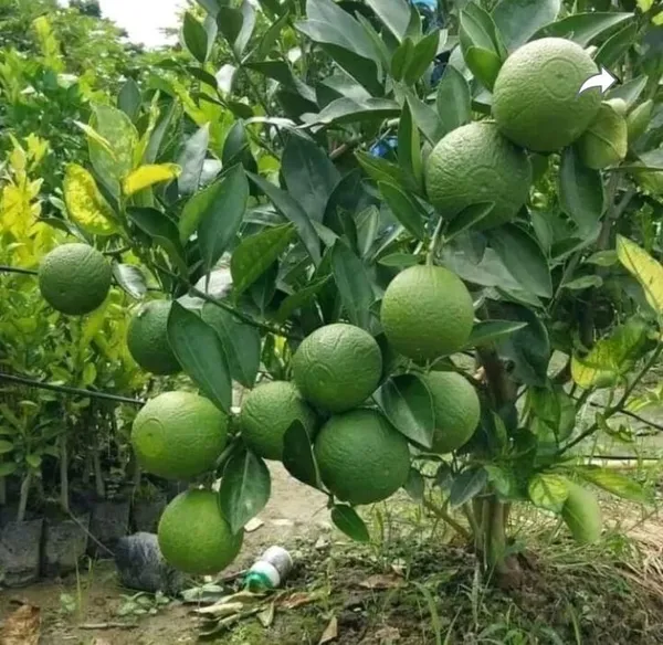 Hybrid_Vietnam_All_Time_Malta_Orange_|_Grafted_Plant_(1.5-2_Feet_Height_Pack_Of_1)