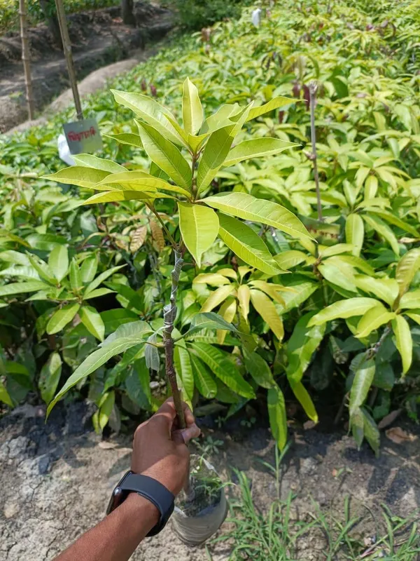 Aswina_Mango_Plant_|_Hybrid_Grafted_Plant_(1.5-3_Feet_Height_Pack_Of_1)