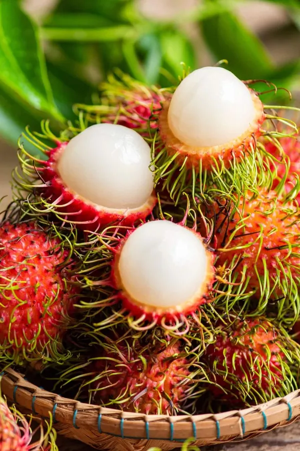 Rambutan_Fruit_Plant__(Pack_Of_1)
