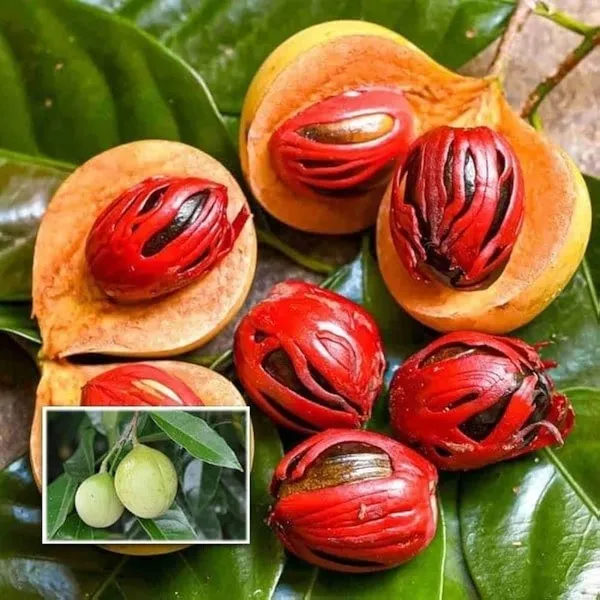 JAYAPHAL_AND_JATIPHAL_-SPICES-PLANTS_(1.5-3_Feet_Height_Pack_Of_1)