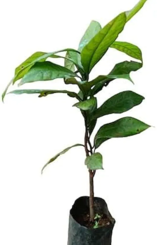 JAYAPHAL_AND_JATIPHAL_-SPICES-PLANTS_(1.5-3_Feet_Height_Pack_Of_1)