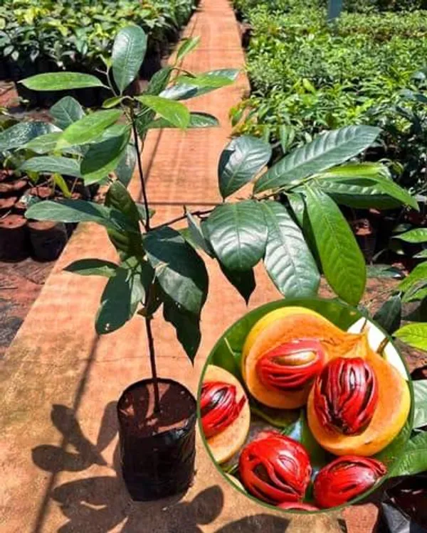 JAYAPHAL_AND_JATIPHAL_-SPICES-PLANTS_(1.5-3_Feet_Height_Pack_Of_1)