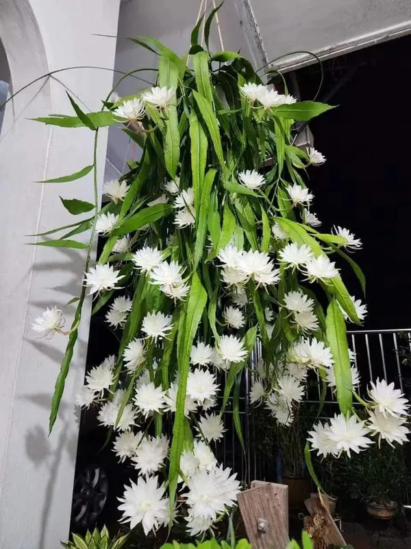 Queen_Of_The_Night_(White)_(1.5-2_Feet_Height_Pack_Of_1)