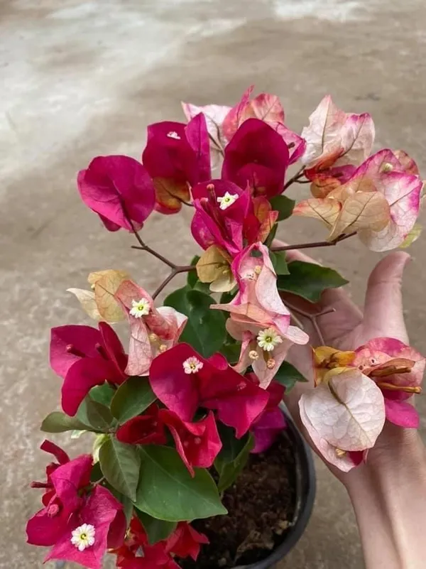 BOUGAINVILLEA_CHITRA_FLOWERING_(1.5-3_Feet_Height_Pack_Of_1)
