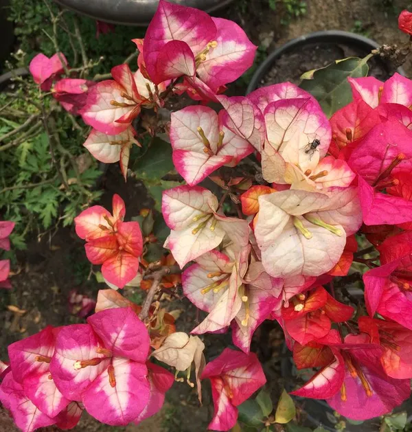 BOUGAINVILLEA_CHITRA_FLOWERING_(1.5-3_Feet_Height_Pack_Of_1)