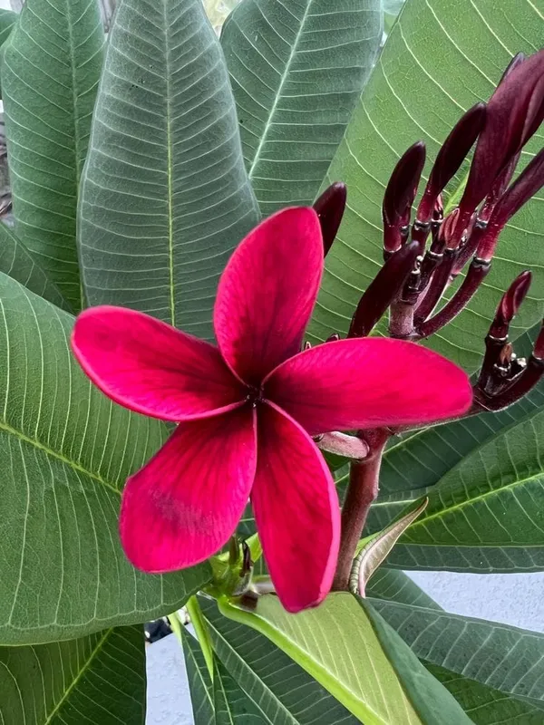 Plumeria_Dark_Red_Flower_Plant__(Pack_Of_1)
